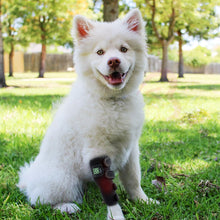 將圖片載入圖庫檢視器 VOCA - VC Red Light/Near-Infrared Pet Therapy Belt | Pet-Specific | Stimulates Blood Circulation | Relieves Pet Leg Pain | 34 LEDs Near-Infrared Lamp